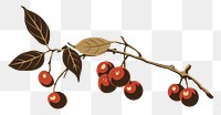 PNG Coffee cherries growing cherry plant food. AI generated Image by rawpixel.