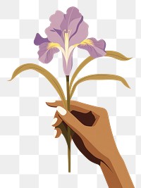 PNG Person holding iris flower petal plant inflorescence. 