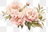 PNG Peony blossom pattern flower