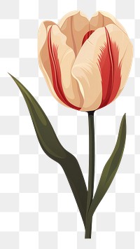 PNG Tulip flower plant inflorescence. 