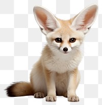 PNG Fennec fox mammal animal pet. 