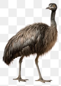 PNG emu bird