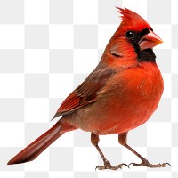 PNG Northern cardinal animal bird wildlife