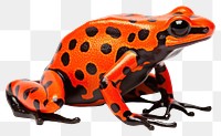 PNG Poison dart frog amphibian wildlife animal. 