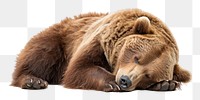 PNG  Lazy bear wildlife sleeping mammal. AI generated Image by rawpixel.