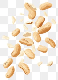 PNG Falling peanut seeds food white background freshness. 