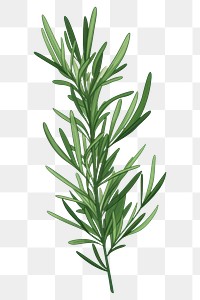 PNG Rosemary plant green herbs. 