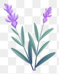 PNG A lavender flower drawing plant. 