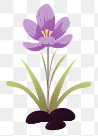 PNG Crocus flower petal blossom. 