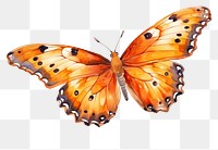 PNG Butterfly animal insect invertebrate. 