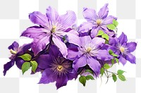 PNG Clematis flowers blossom purple petal. 