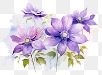 PNG Clematis garden blossom flower purple. 