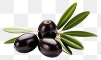 PNG Olives plant food invertebrate. AI generated Image by rawpixel.