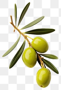 PNG Olive fruit plant food. AI generated Image by rawpixel.