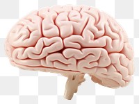 PNG A Human brain white background outdoors mushroom. 