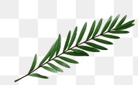 PNG A pine leaf plant herbs  