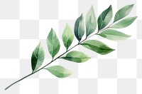 PNG Plant herbs leaf freshness