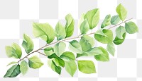 PNG Plant leaf pattern drawing. 