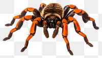 PNG Tarantula arachnid animal insect. 