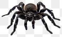 PNG Tarantula arachnid animal spider. AI generated Image by rawpixel.