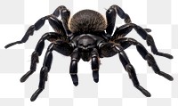 PNG Tarantula arachnid animal spider. 