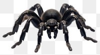 PNG Tarantula arachnid animal spider. 