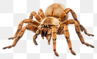 PNG Tarantula arachnid animal spider. 