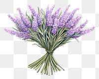 PNG A lavender flower plant  