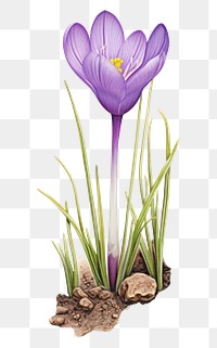 PNG Flower crocus blossom drawing. 