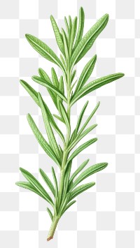 PNG Rosemary plant green herbs. 