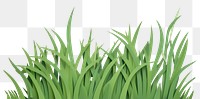 PNG Lawn grass plant green. 