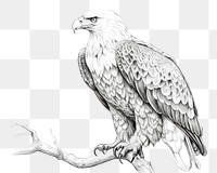 PNG Drawing sketch animal eagle. 