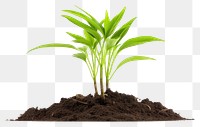 PNG Newly planted plant leaf soil white background. AI generated Image by rawpixel.