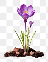 PNG Flower crocus blossom purple. 