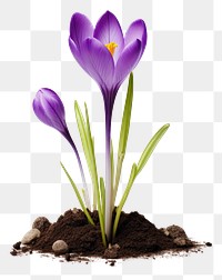 PNG  Crocus flower blossom purple. AI generated Image by rawpixel.