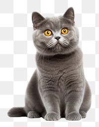 PNG A british cat sitting animal mammal. AI generated Image by rawpixel.