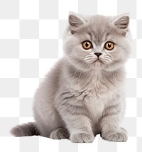 PNG Sitting mammal animal kitten. AI generated Image by rawpixel.