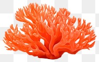 PNG Orange coral nature food sea. AI generated Image by rawpixel.