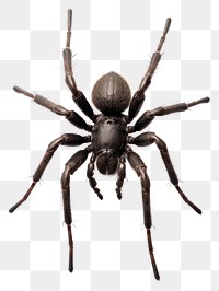 PNG Black tarantula spider arachnid animal insect.