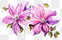 PNG Clematis flower purple petal. 