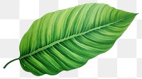 PNG Leaf plant white background xanthosoma. 