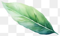 PNG A leaf plant white background freshness. AI generated Image by rawpixel.