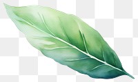 PNG A leaf plant white background freshness. 