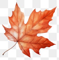 PNG A leaf autumn maple plant. AI generated Image by rawpixel.