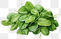 PNG Spinach vegetable plant green. 