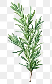 PNG Rosemary plant green herbs. 