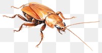 PNG Cockroaches animal insect  