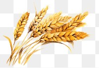 PNG Plant wheat food agriculture