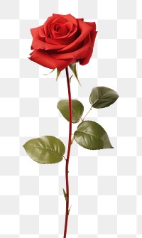 PNG  Rose flower plant red. AI generated Image by rawpixel.