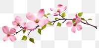 PNG  Dogwood Blossom blossom flower branch. AI generated Image by rawpixel.
